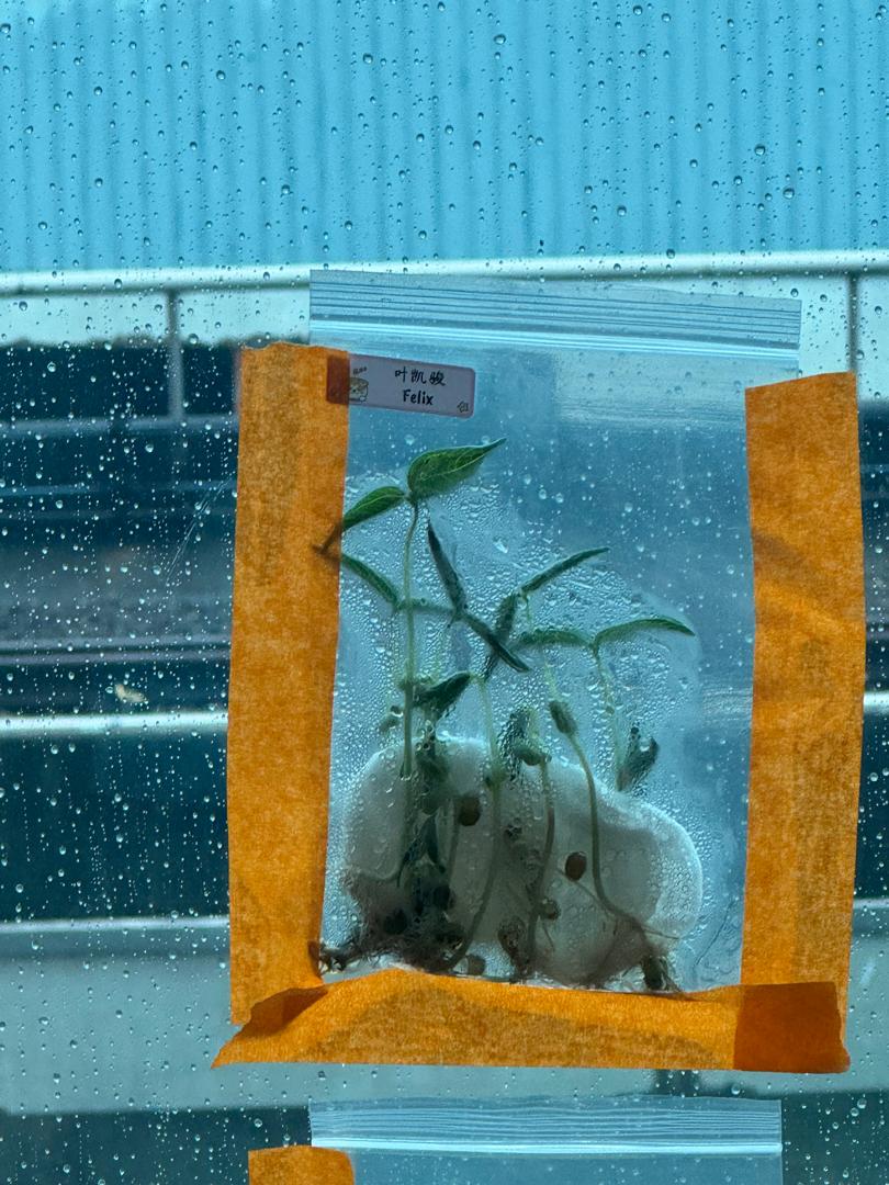 植物需要什么 — photo 1