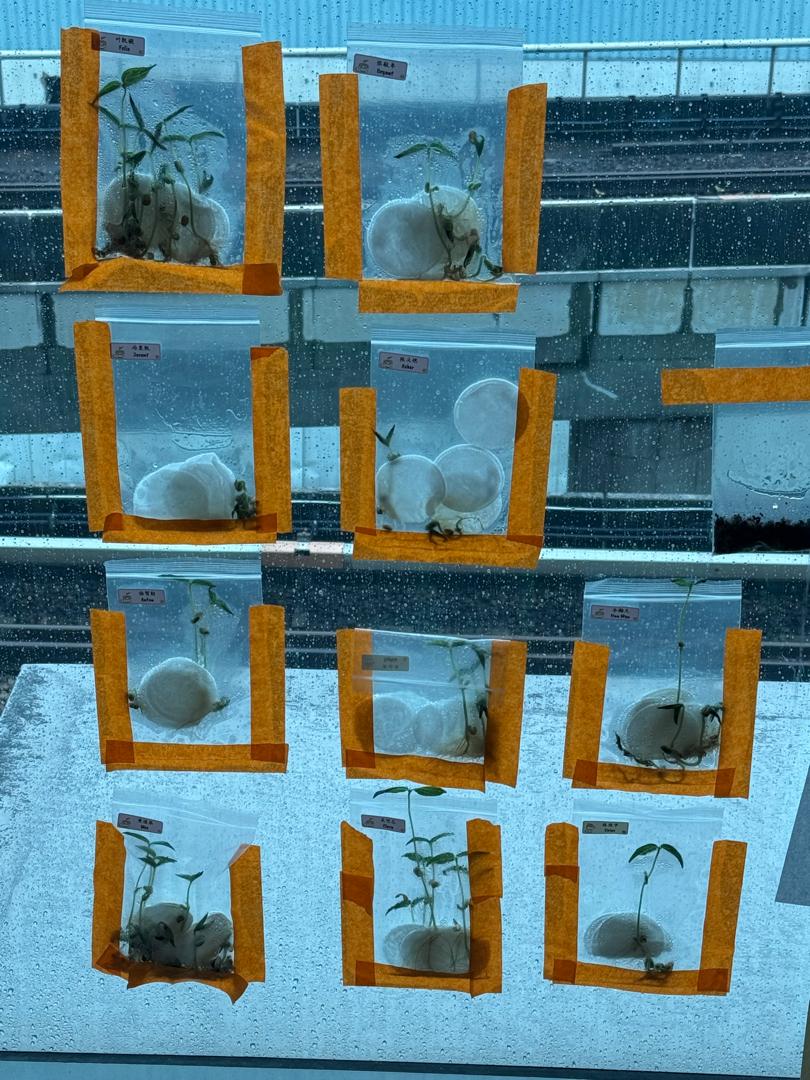 植物需要什么 — photo 2