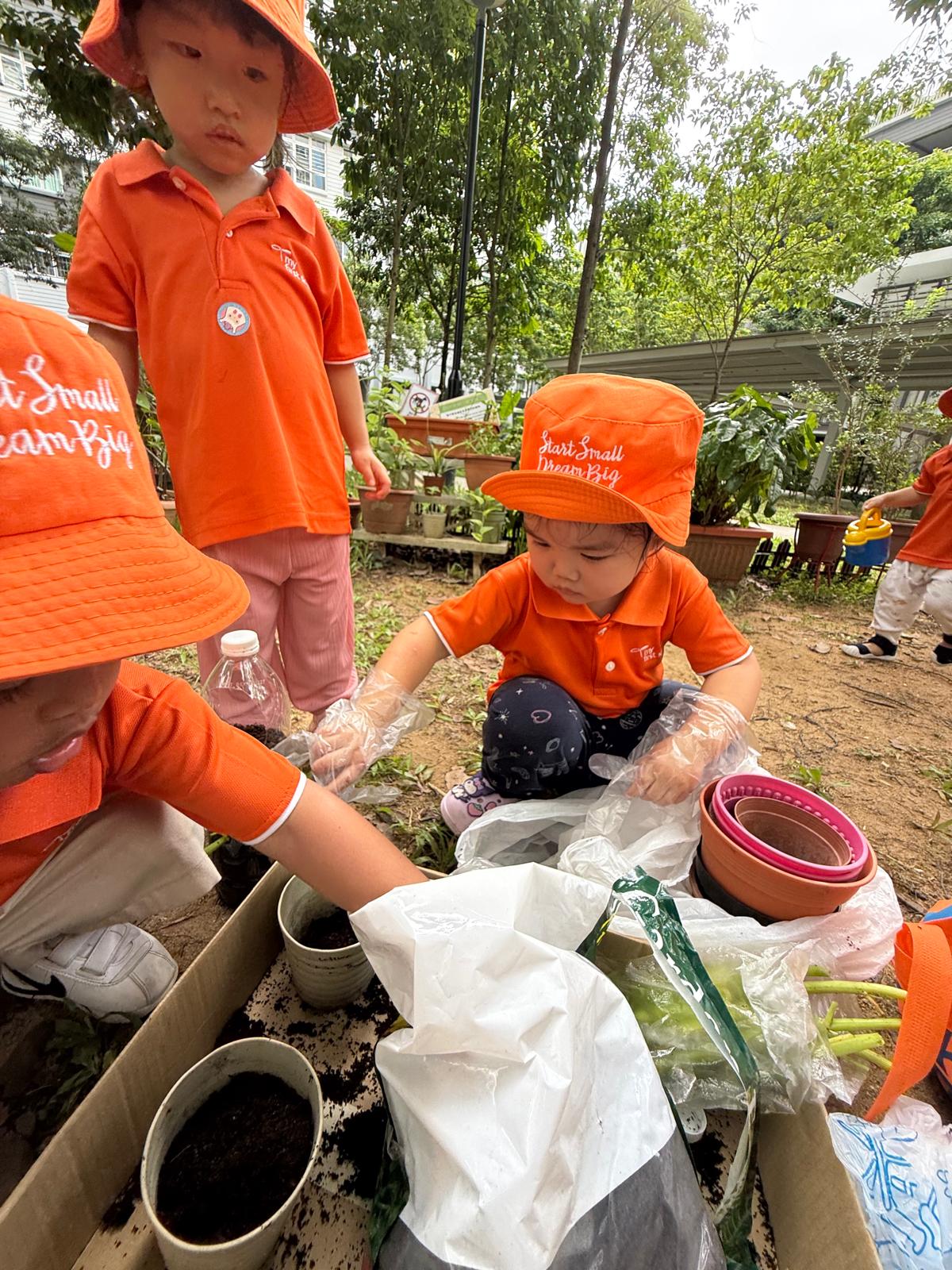 Planting Kang Kong