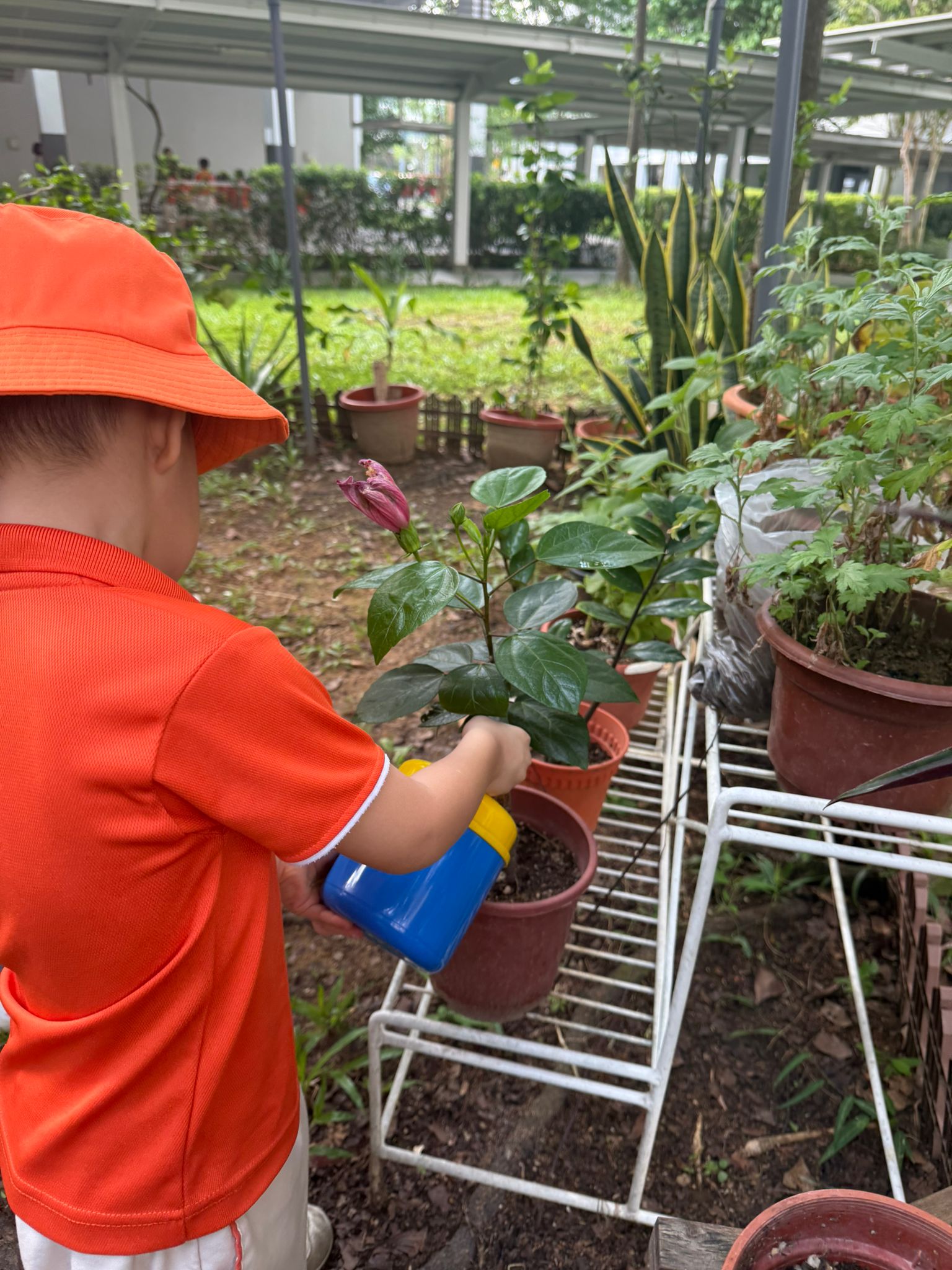 Learning Journey: Watering the plants — photo 7