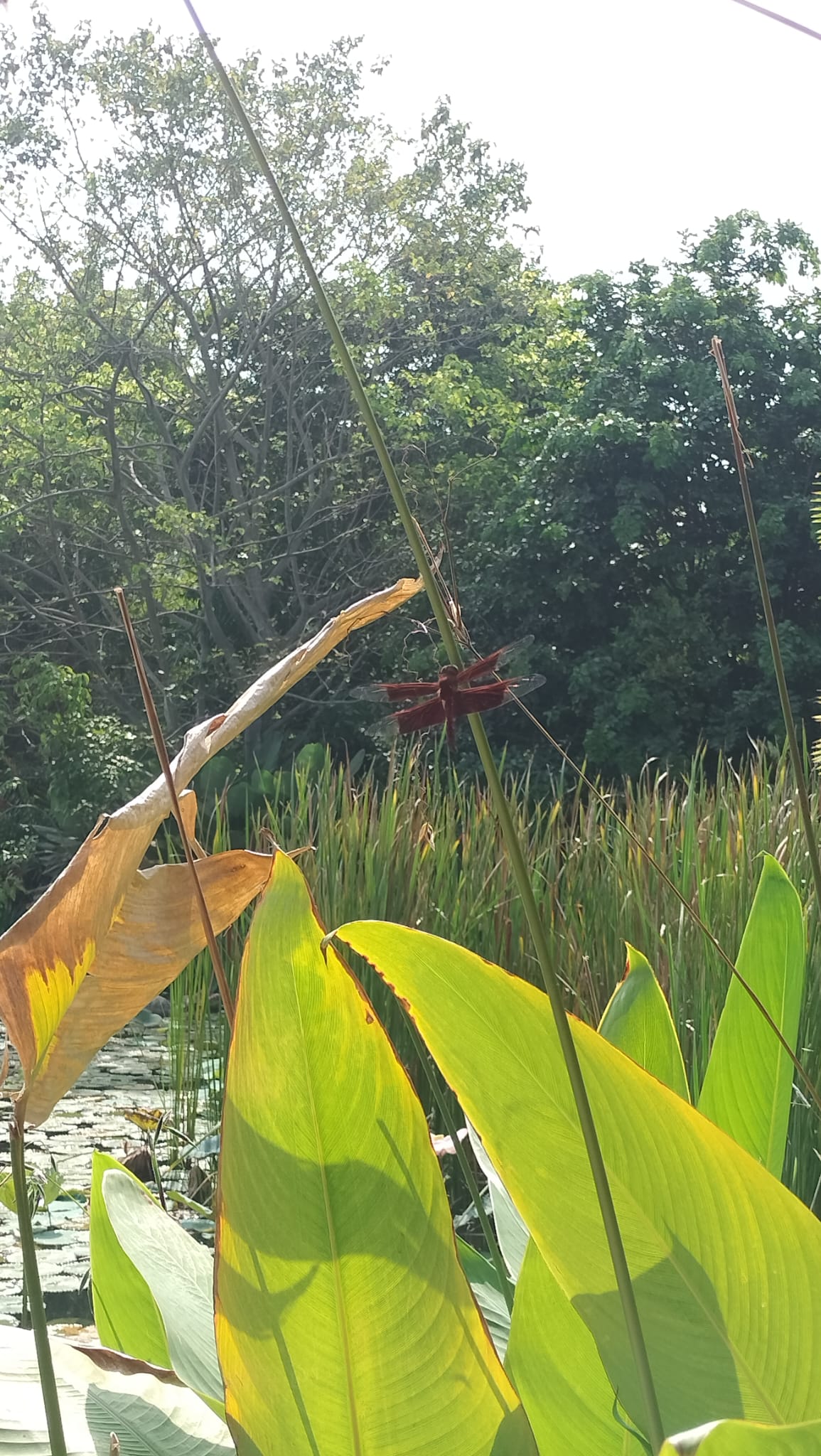 MCYCK Caring for Nature and Environment: Wildlife Conservation — photo 3