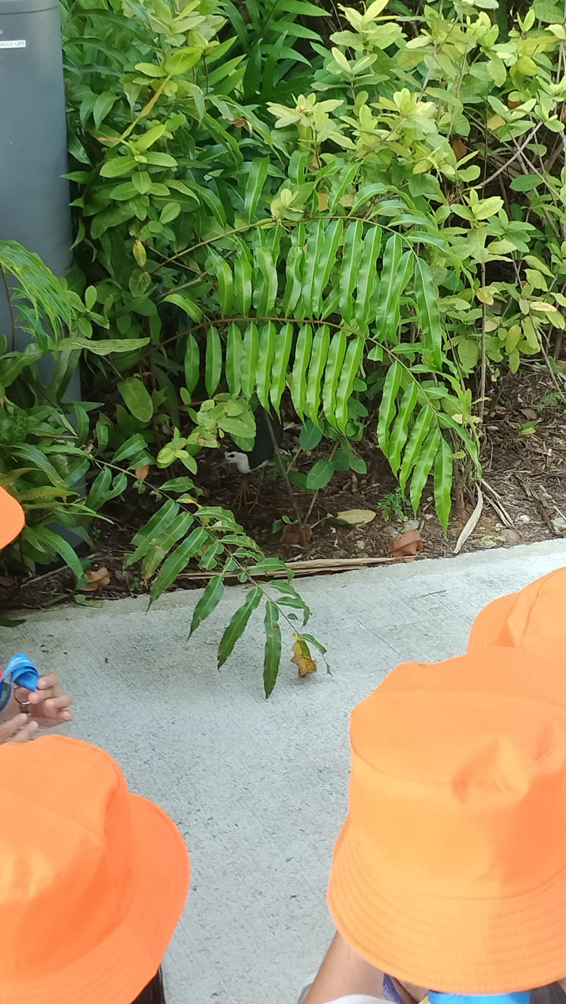 MCYCK Caring for Nature and Environment: Wildlife Conservation — photo 4