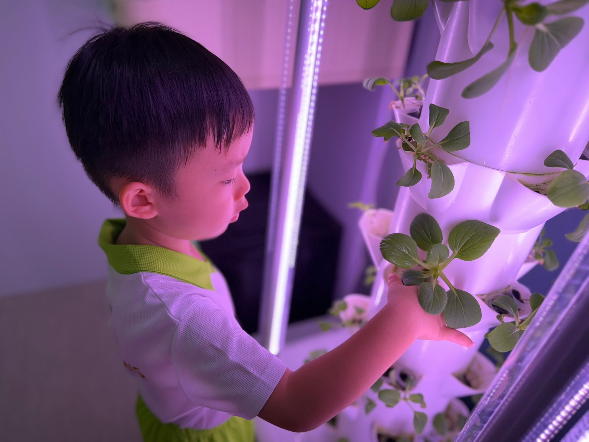HYDROPONICS AND SUSTAINABLE ENERGY - SSDB PROJECT 2026 Introduction and Experimentation — photo 4
