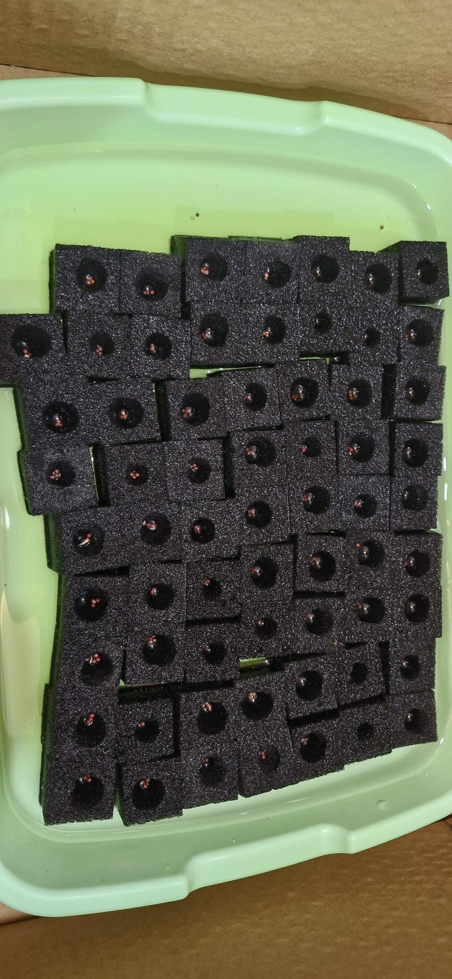 HYDROPONICS AND SUSTAINABLE ENERGY - SSDB PROJECT 2026 Introduction and Experimentation — photo 10