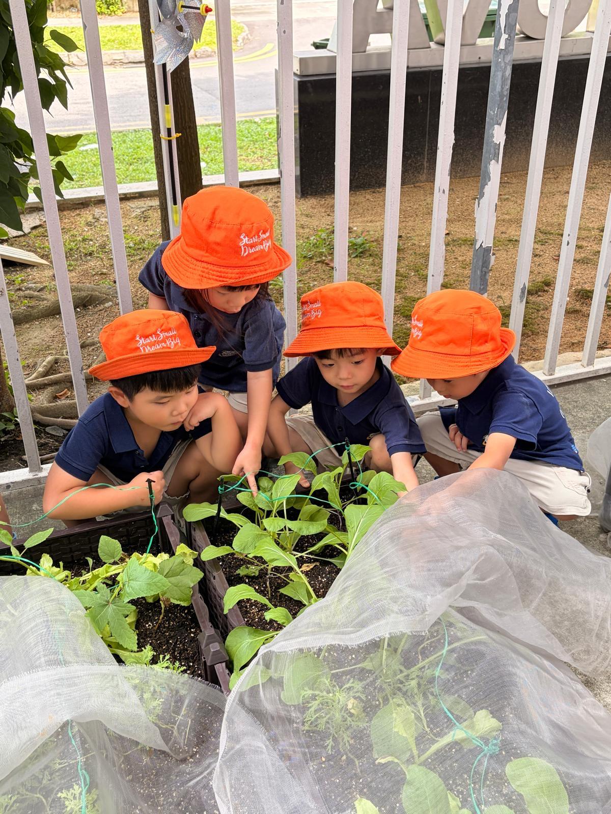 Observing and Recording: Our Food Sustainability Journey — photo 8