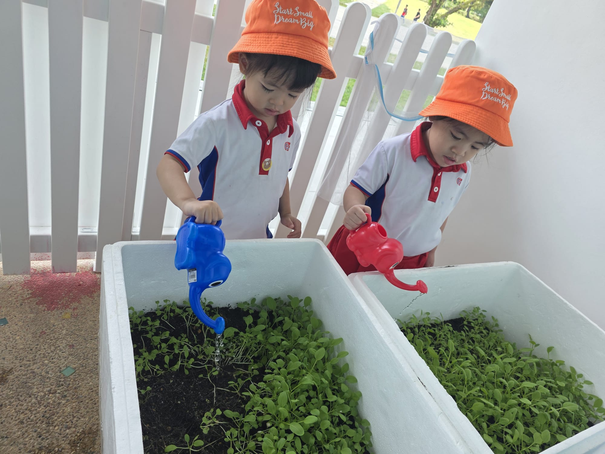The Early Years children growing and caring for their own Xiao Bai Cai (小白菜) and share their product with the Elderly at The "Monfort Senior Care." — photo 5