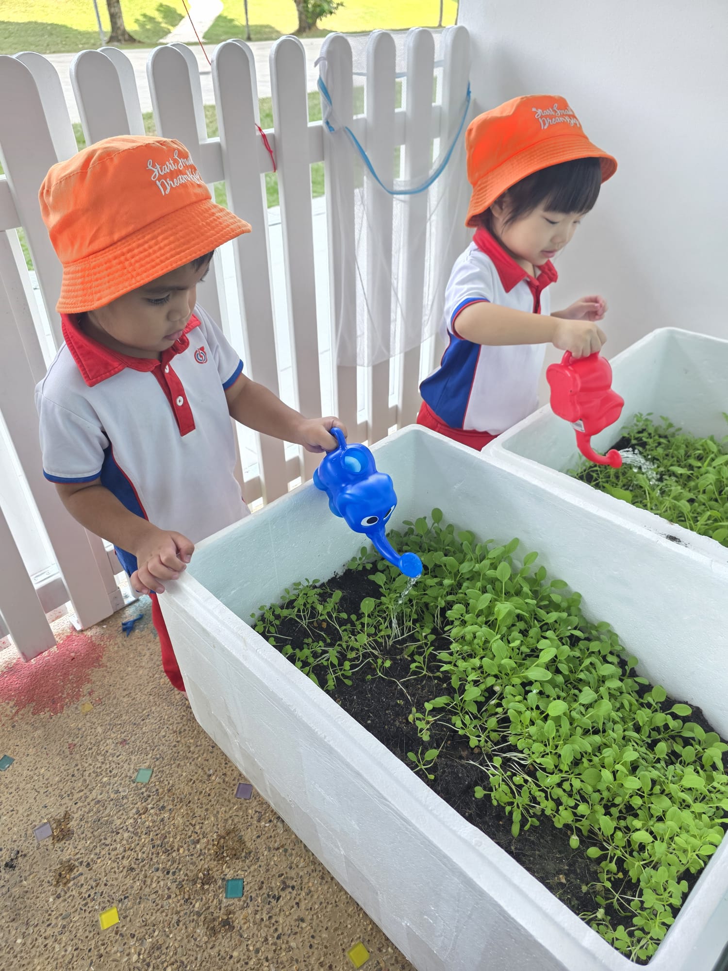 The Early Years children growing and caring for their own Xiao Bai Cai (小白菜) and share their product with the Elderly at The "Monfort Senior Care." — photo 6