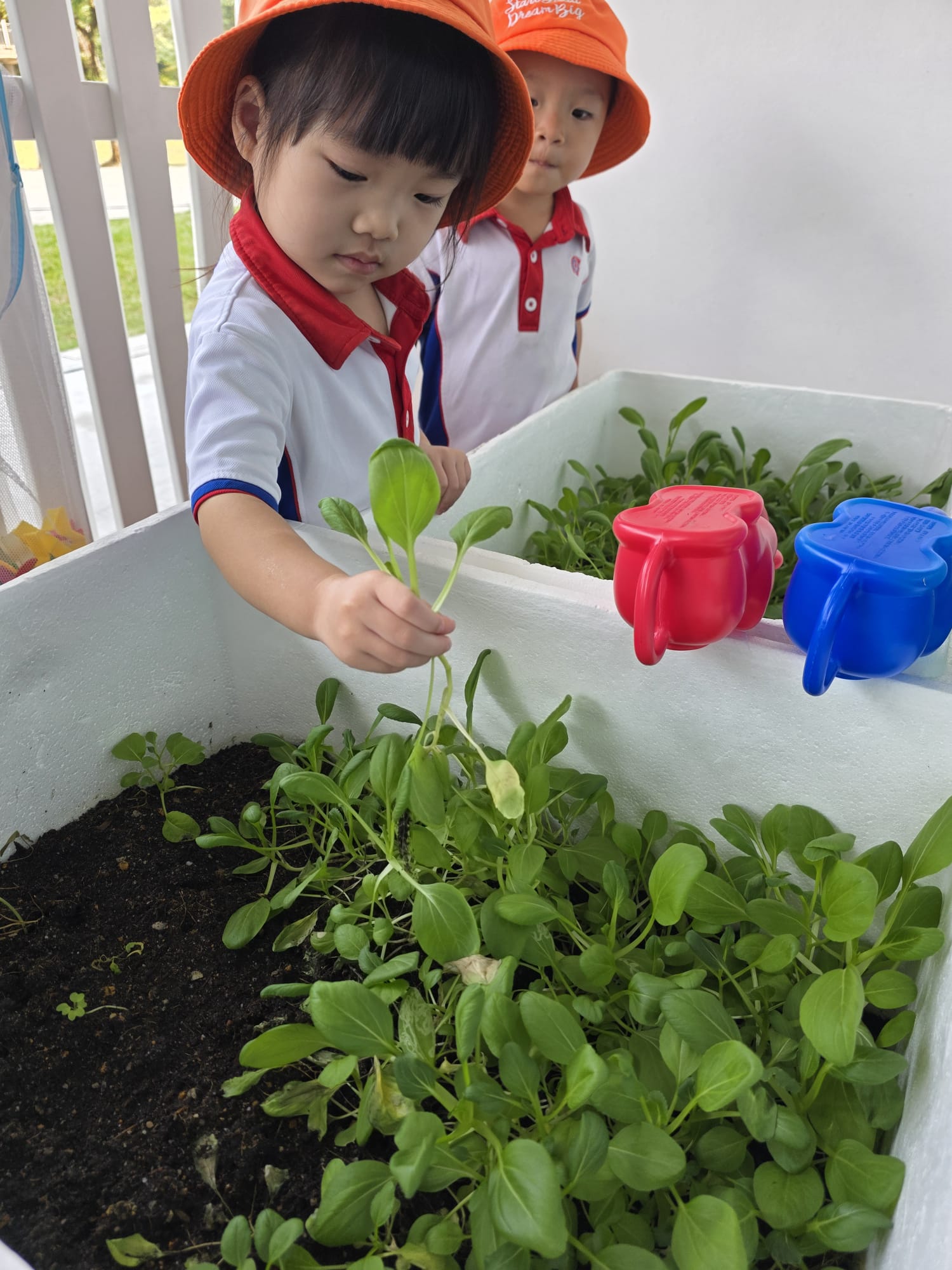 The Early Years children growing and caring for their own Xiao Bai Cai (小白菜) and share their product with the Elderly at The "Monfort Senior Care." — photo 8