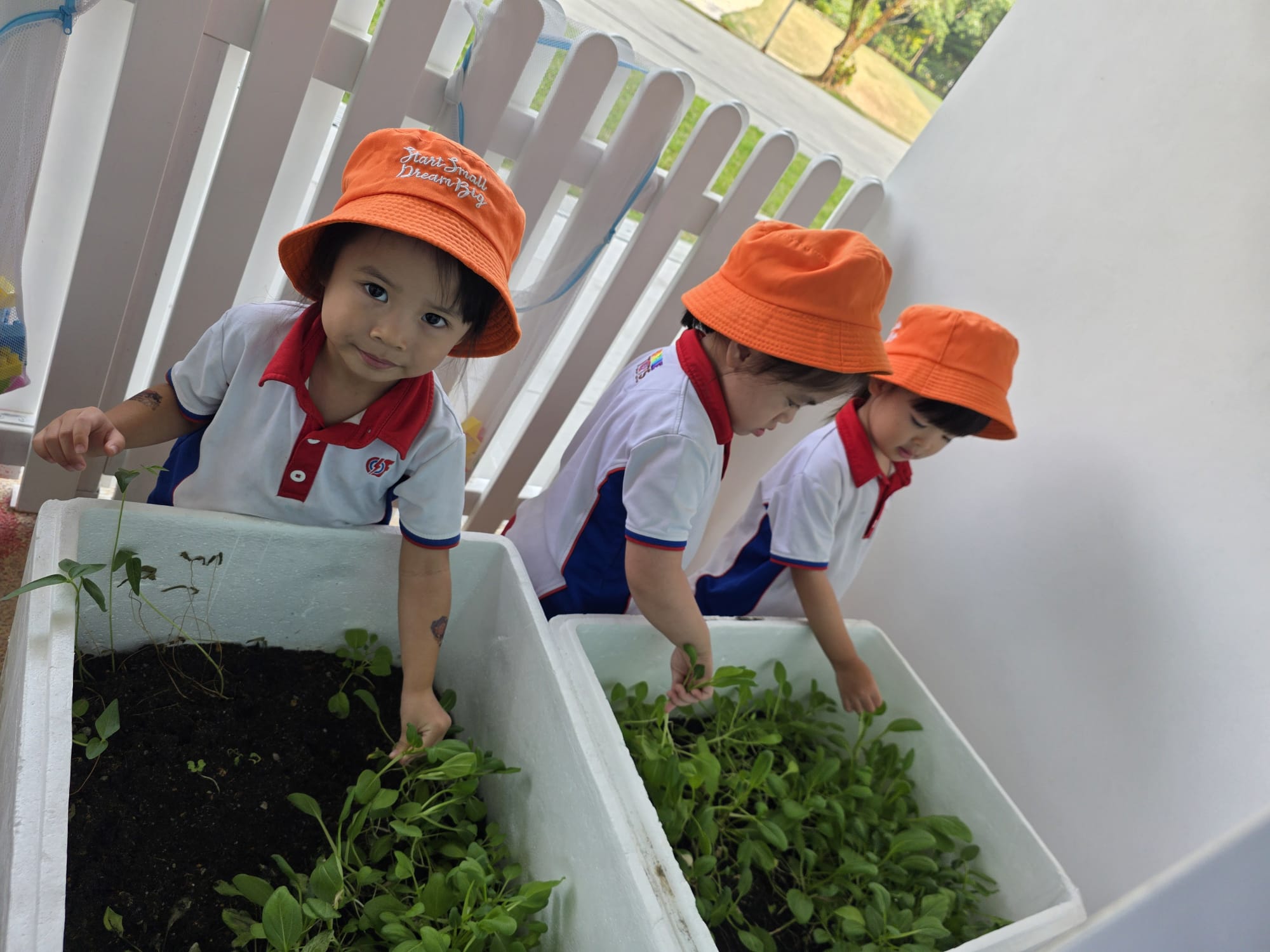 The Early Years children growing and caring for their own Xiao Bai Cai (小白菜) and share their product with the Elderly at The "Monfort Senior Care." — photo 9