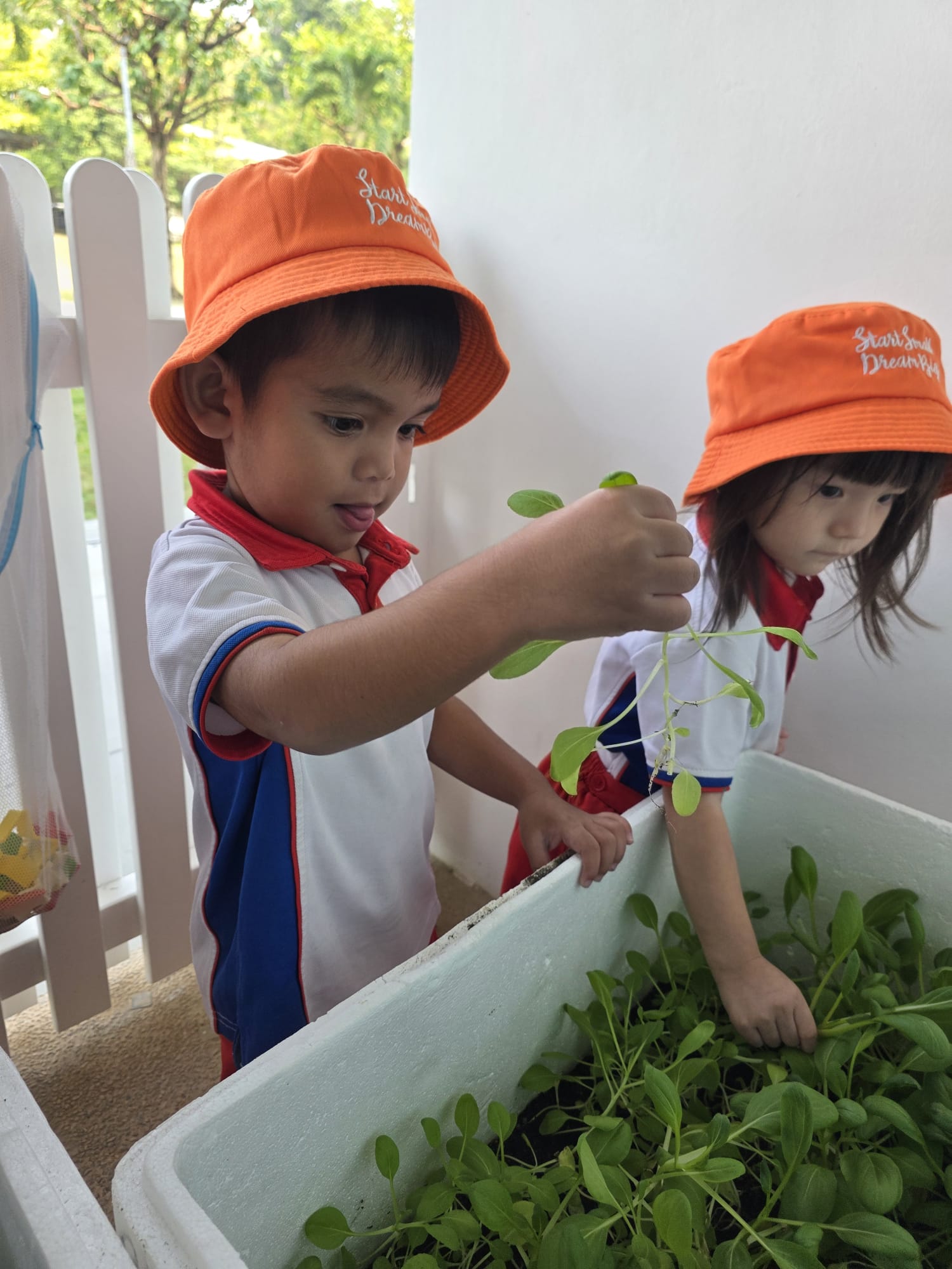 The Early Years children growing and caring for their own Xiao Bai Cai (小白菜) and share their product with the Elderly at The "Monfort Senior Care." — photo 10