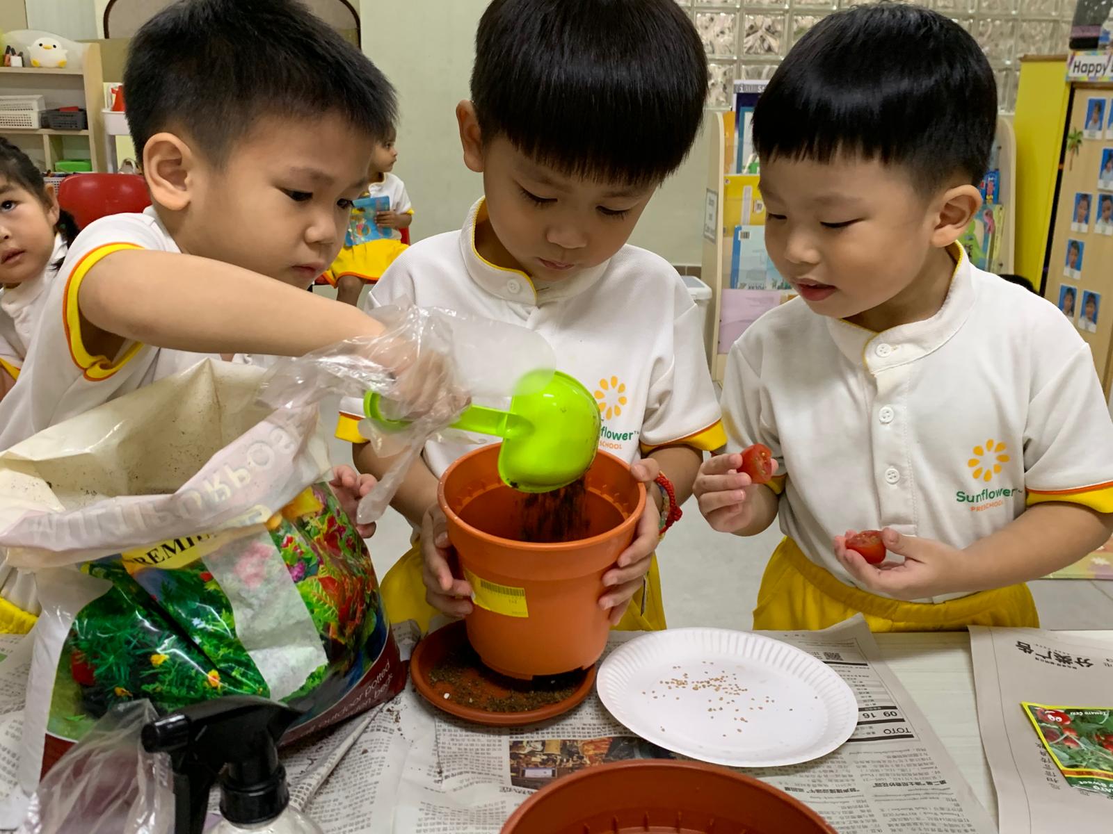 Cherry Tomato Planting — photo 5