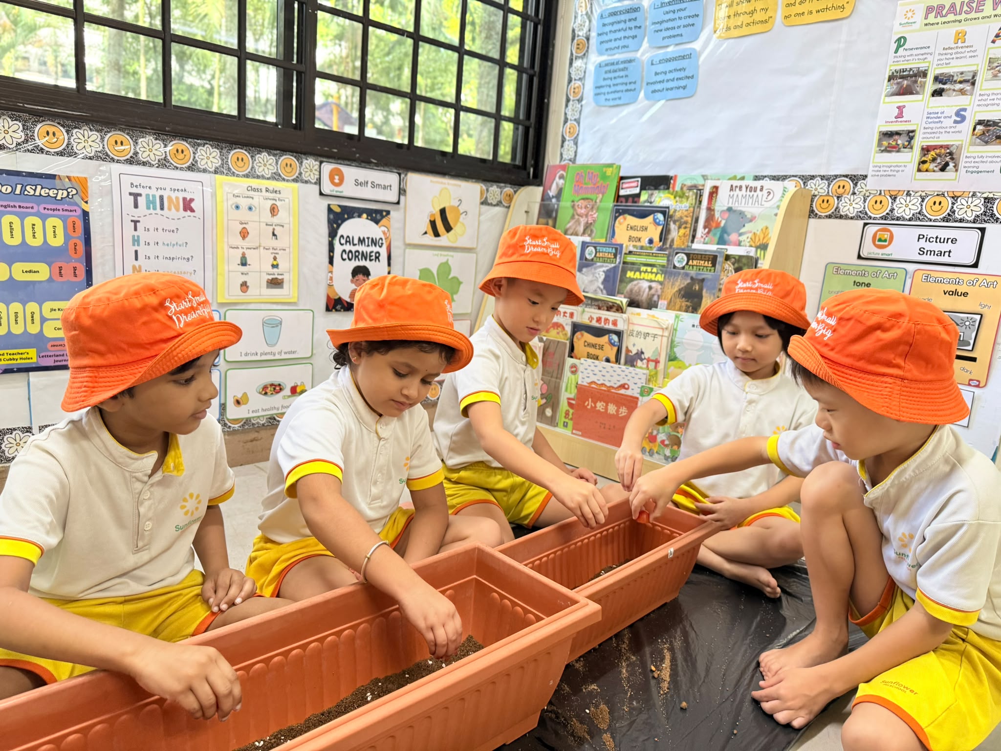 Cherry Tomato Planting — photo 8