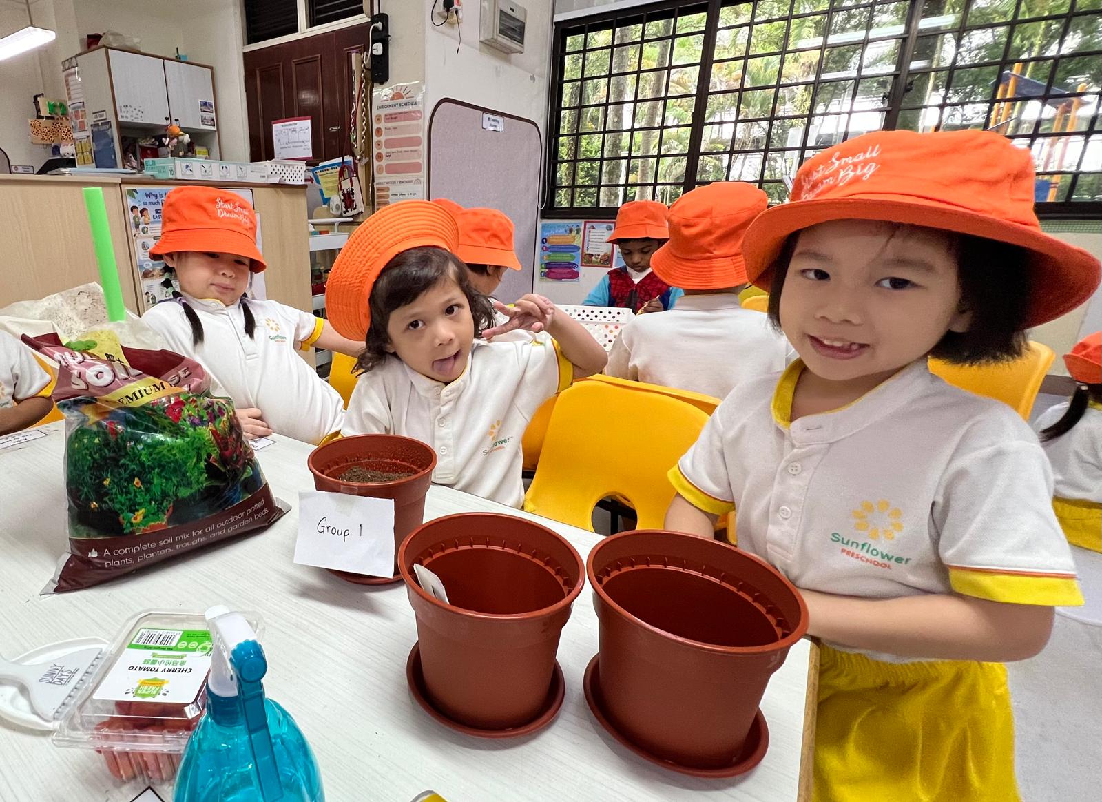 Cherry Tomato Planting — photo 15