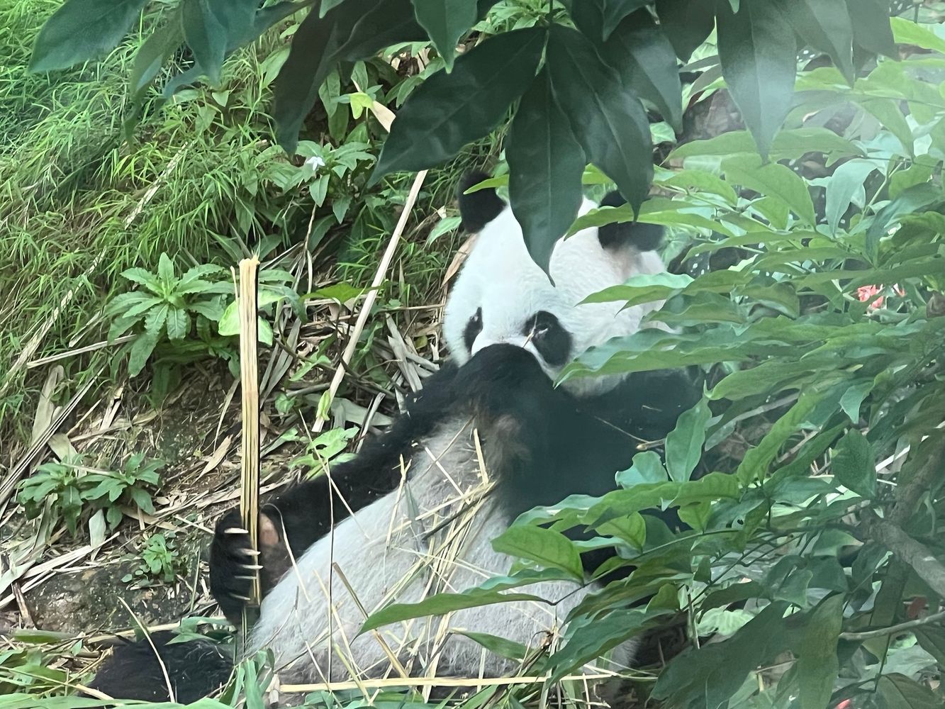 Learning about Pandan bears — photo 2
