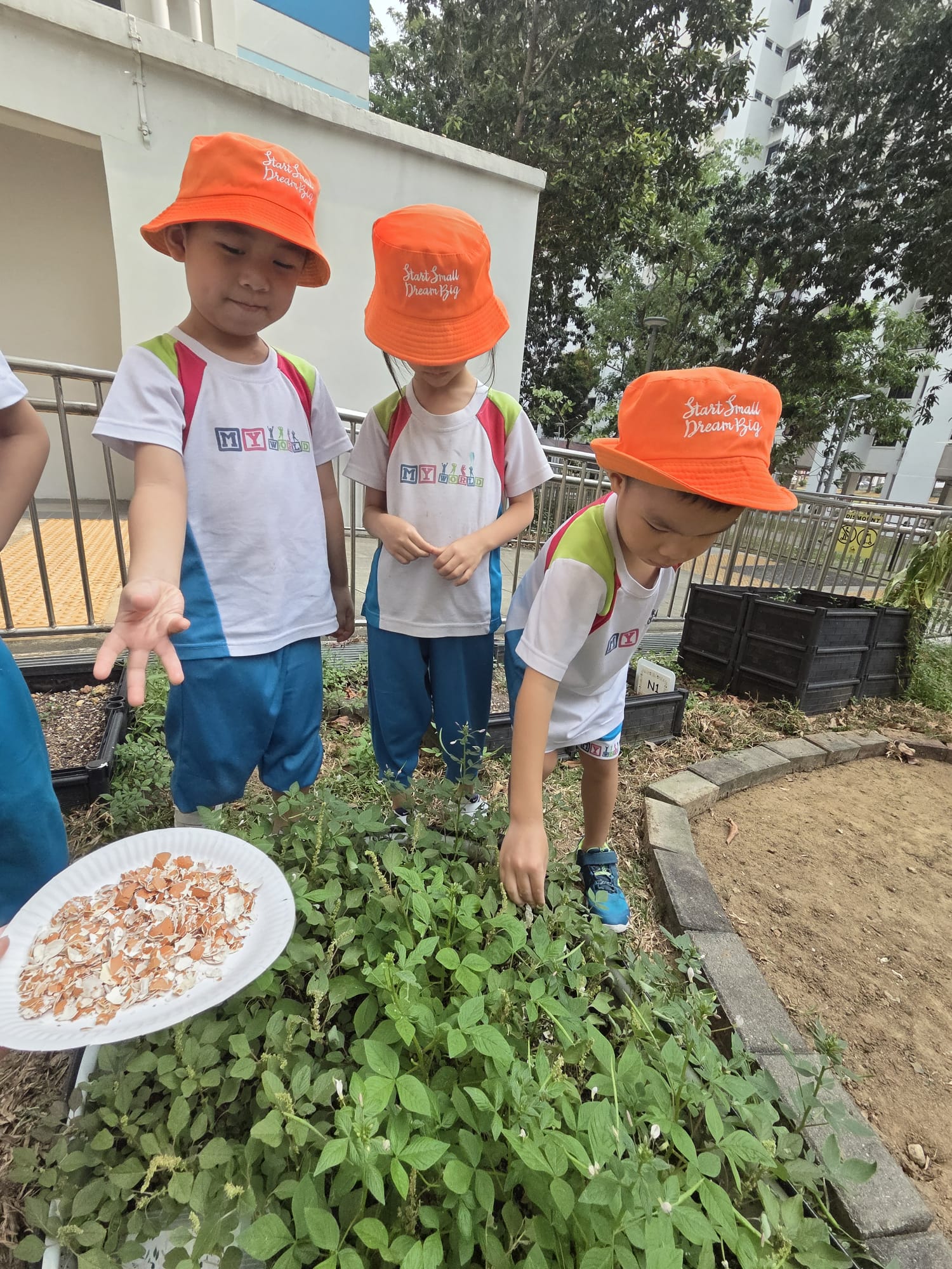 Little Eco-Warriors: Nourishing Our Garden with Eggshell Calcium​ — photo 9