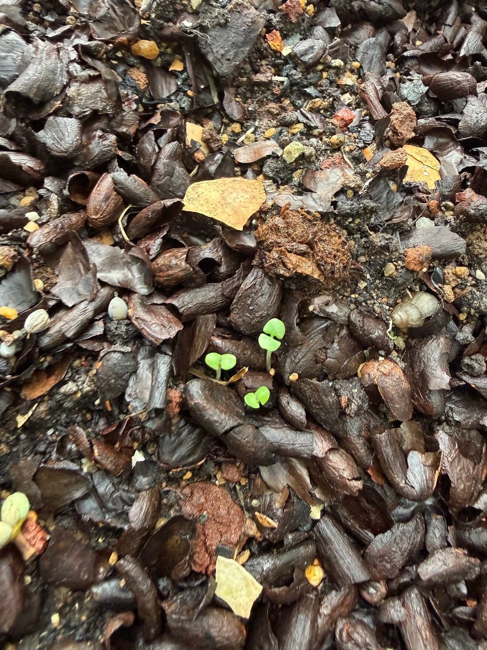 Little Roots, Big Love Workshop — photo 12
