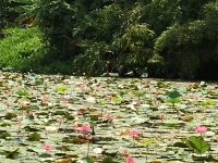 Sustainable Habits to care for Nature and our Environment — photo 3
