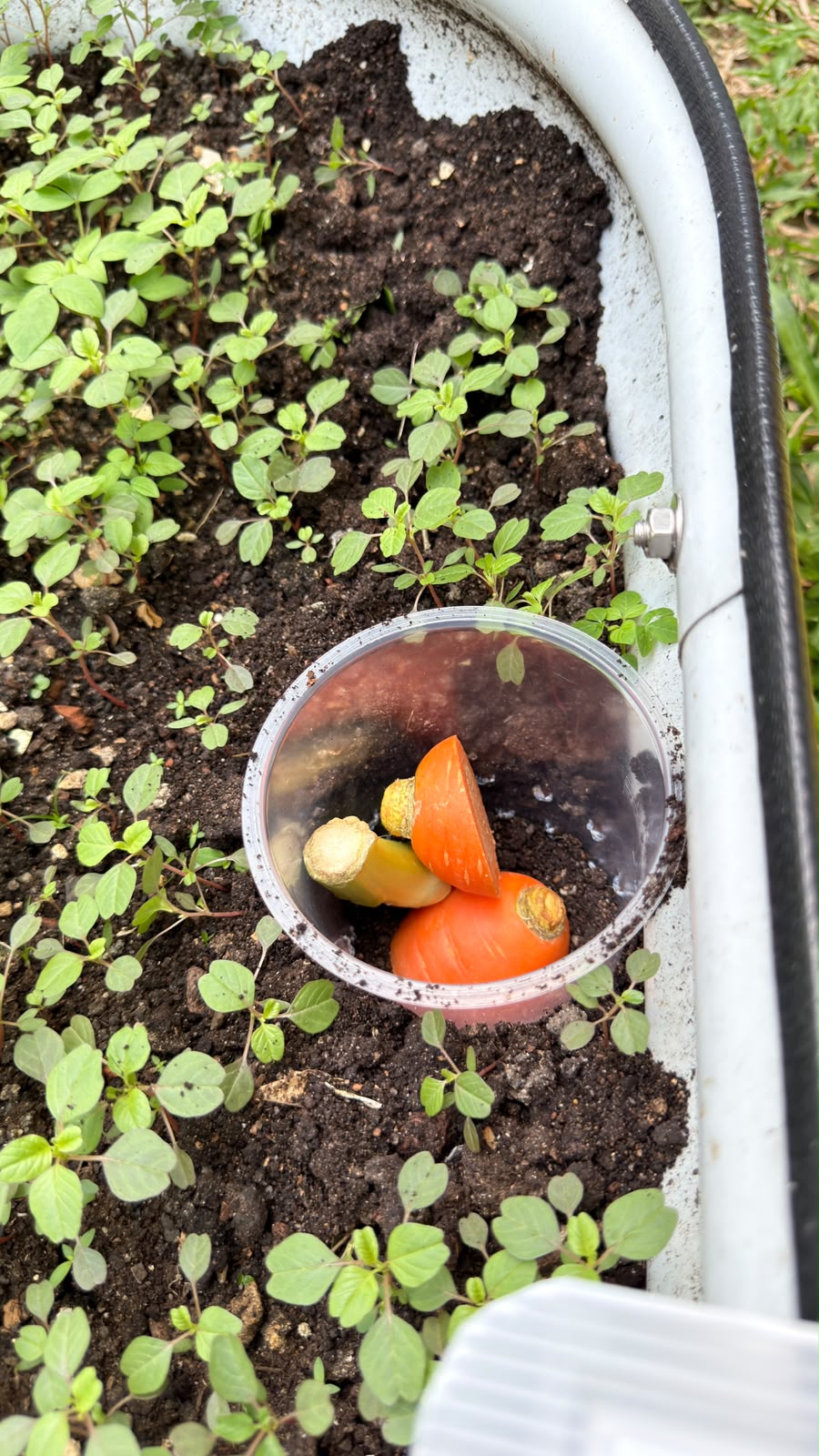 In-Situ Composting: Direct-to-Soil Plant Nutrition (14 July 2026 to present) — photo 2