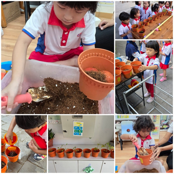 Term 1, K1
Tomato Planting