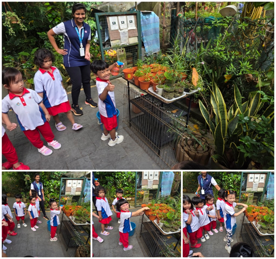 Term 2, K1 Chilli Planting
