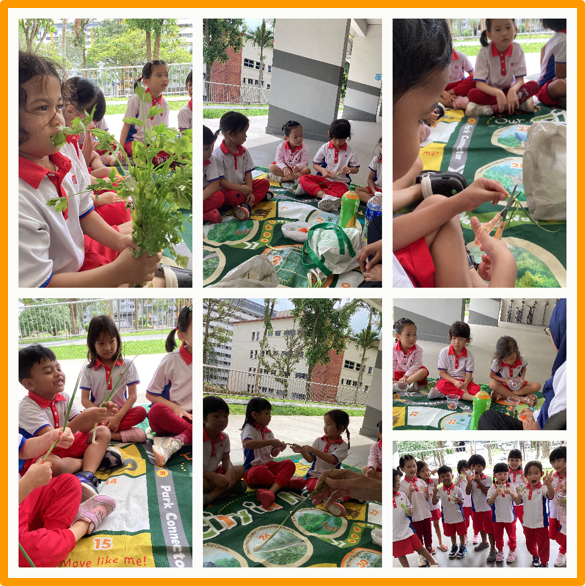 Term 3, K1 Hydrophonic Planting