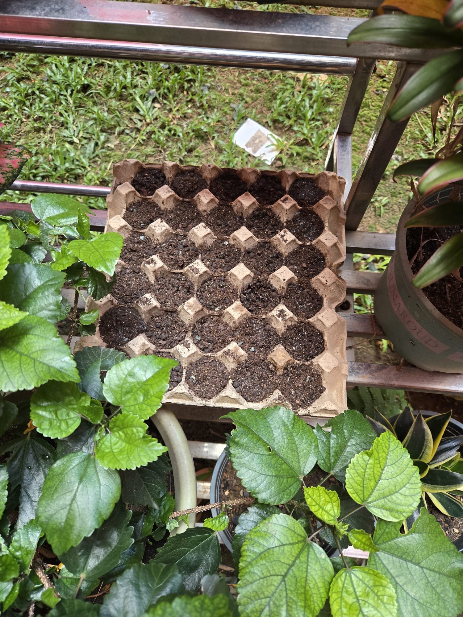 From Little Hands to Green Garden — photo 7