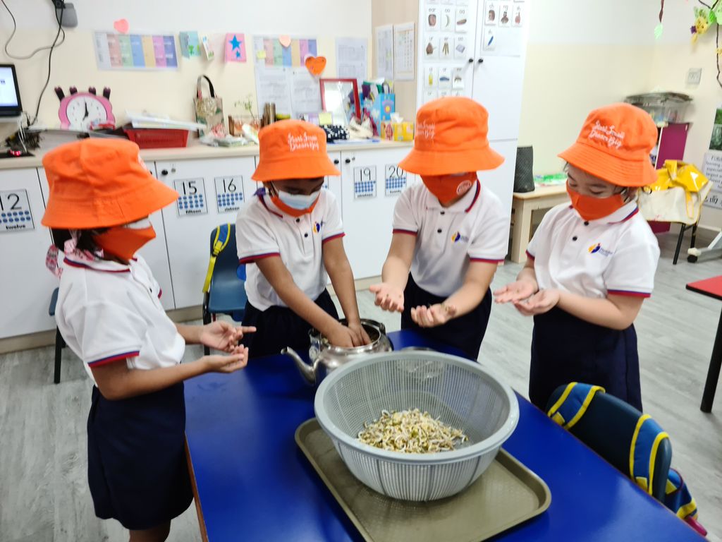 Growing Bean Sprouts @ Bedok Methodist Preschool — photo 7