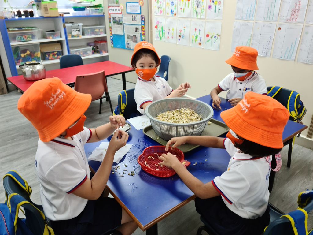 Growing Bean Sprouts @ Bedok Methodist Preschool — photo 8