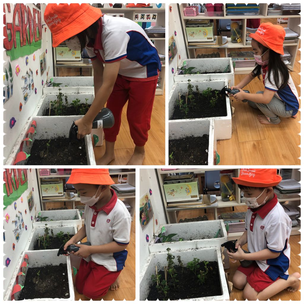 Our mini garden 🪴 🪴 🪴 — photo 2