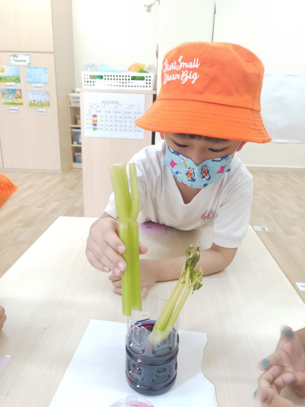 K2 children SSDB Gardening Journal-Tomato and Onion — photo 8