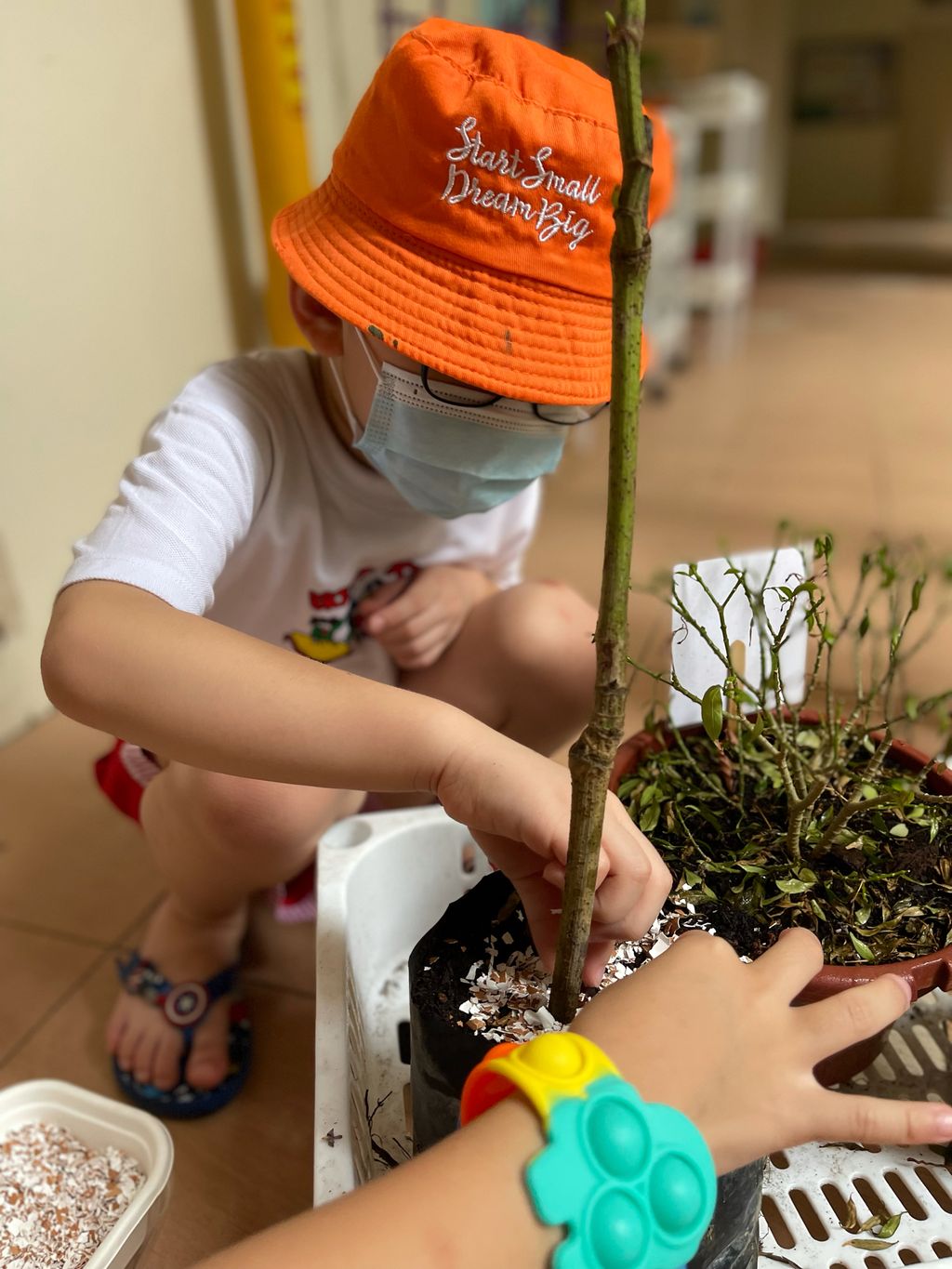 Making DIY Fertilizers from Scratch! — photo 1