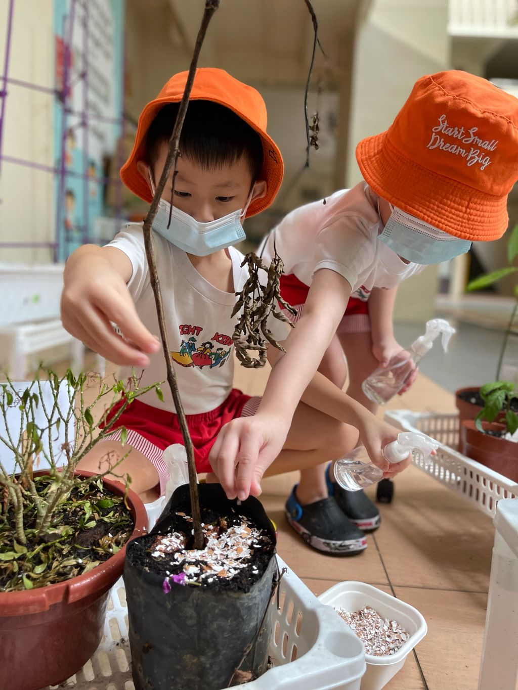Making DIY Fertilizers from Scratch! — photo 2