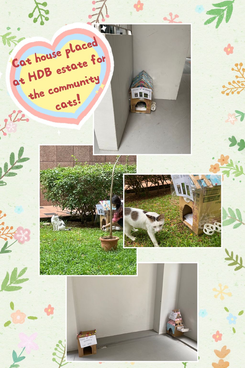 A Paw In Need, SSDB Project 2021 — photo 1