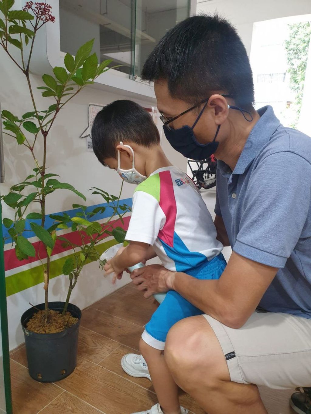Caring for Leea Rubra Plant