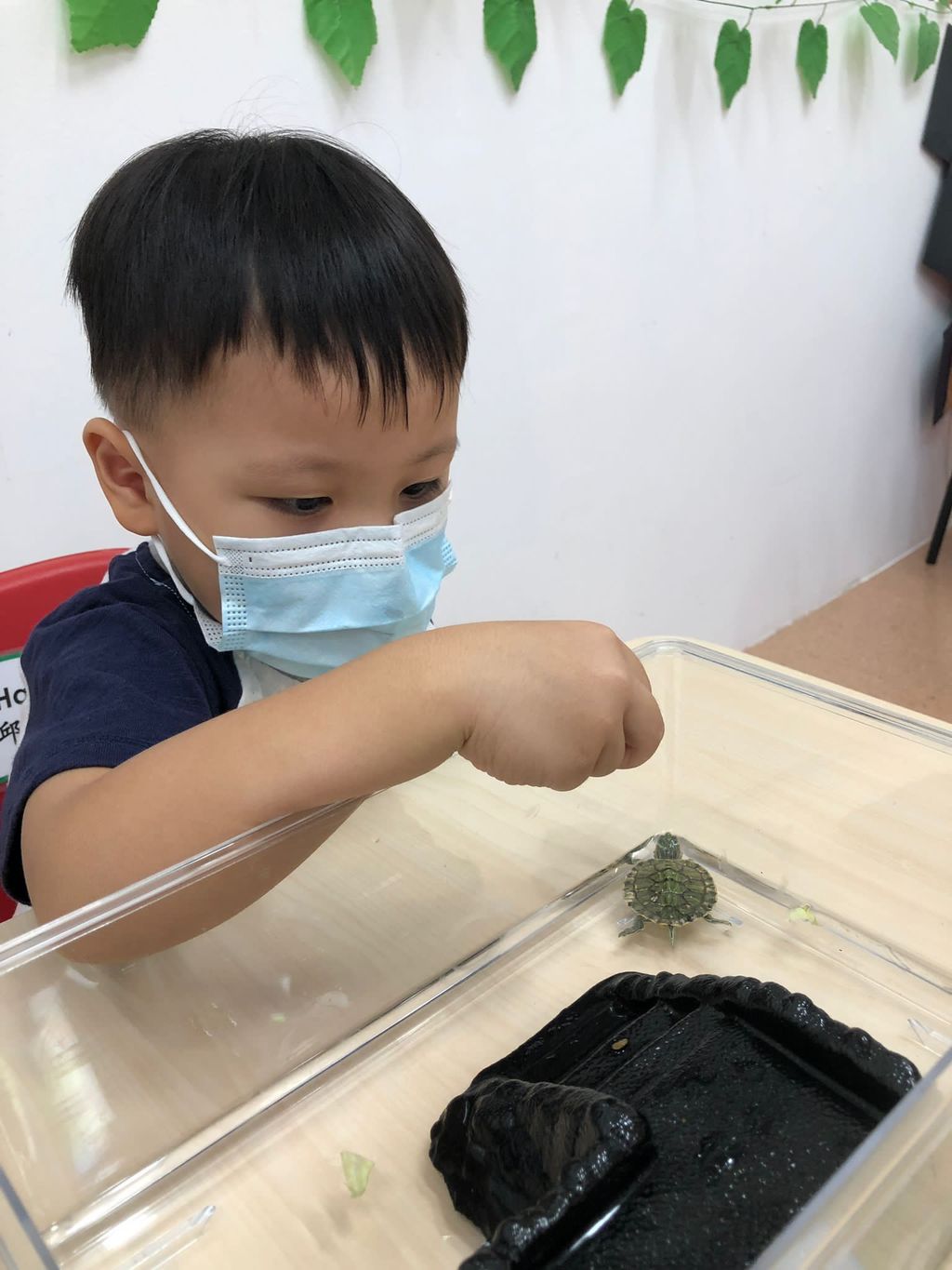 Caring for Class Pet Terrapin