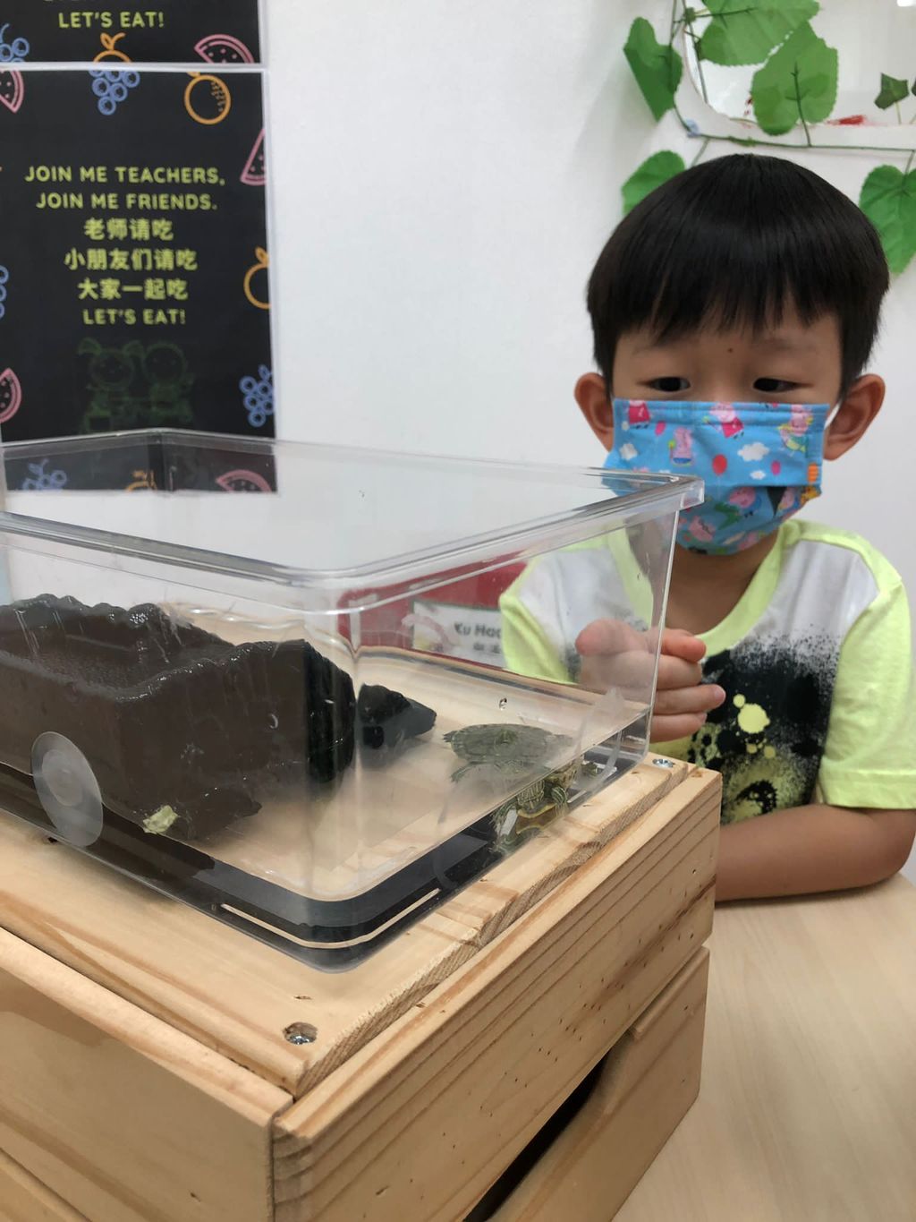 Caring for Class Pet Terrapin — photo 2