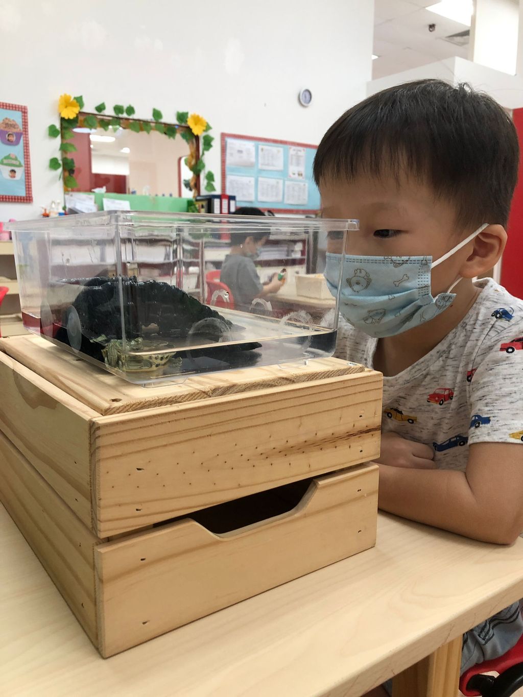 Caring for Class Pet Terrapin — photo 5