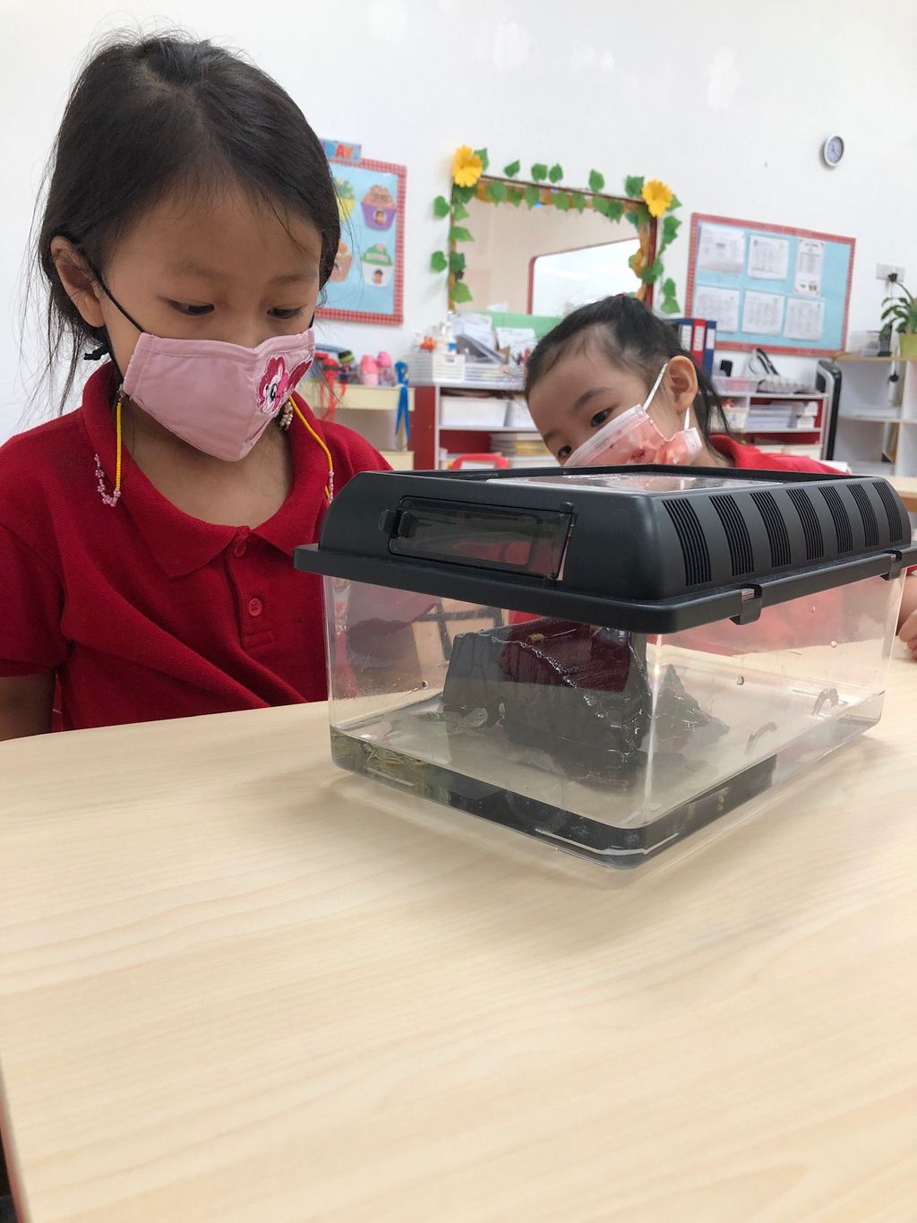 Caring for Class Pet Terrapin — photo 6