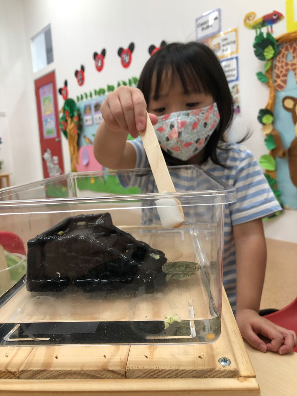 Caring for Class Pet Terrapin — photo 8