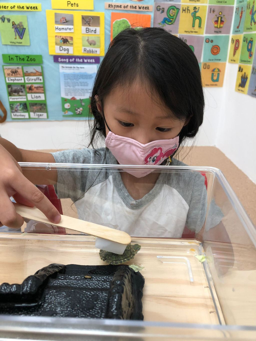 Caring for Class Pet Terrapin — photo 10