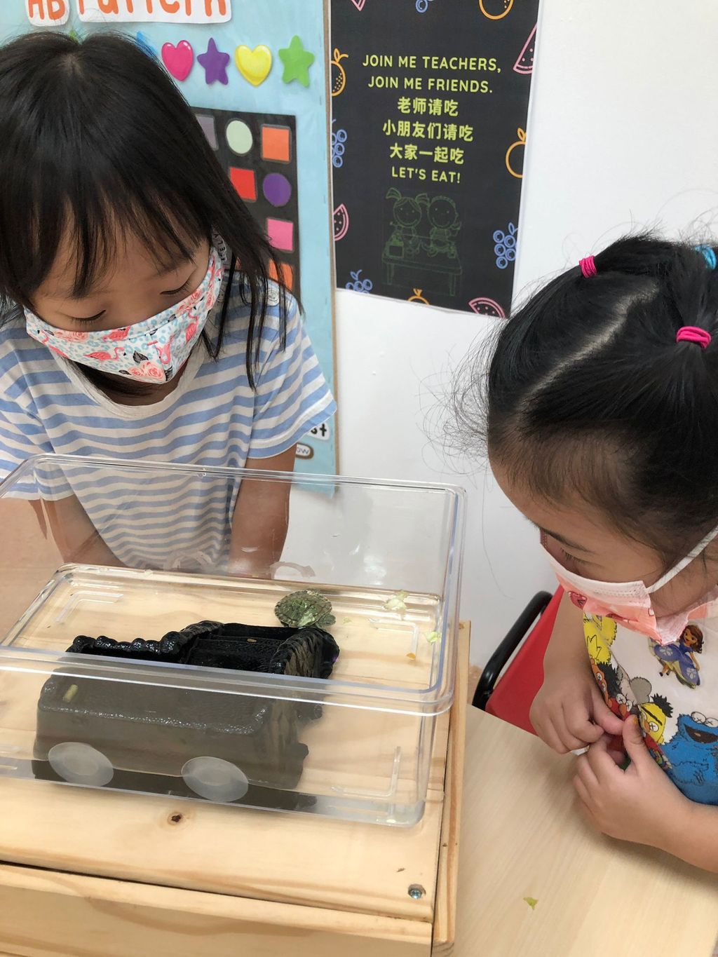 Caring for Class Pet Terrapin — photo 12