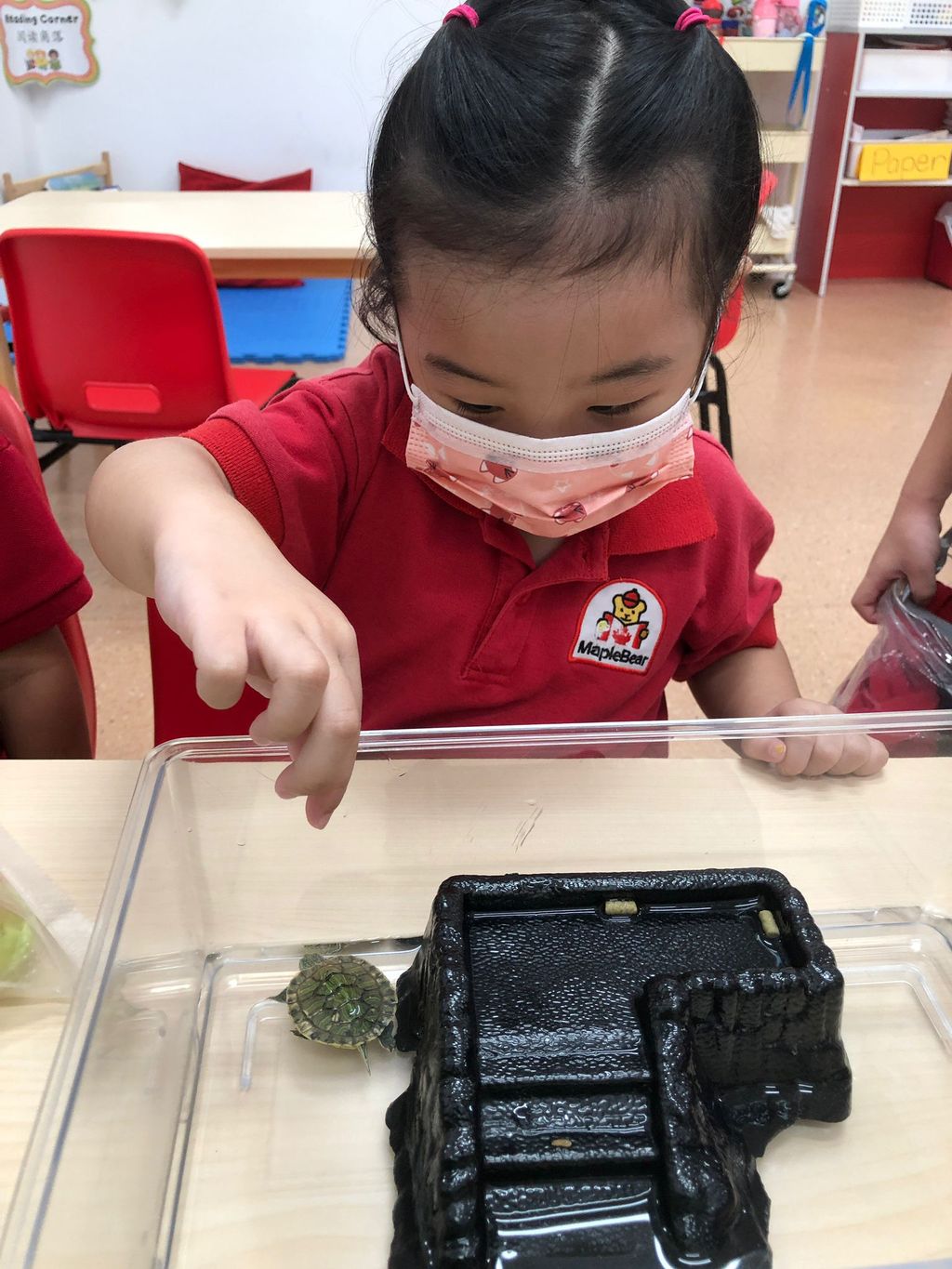 Caring for Class Pet Terrapin — photo 13