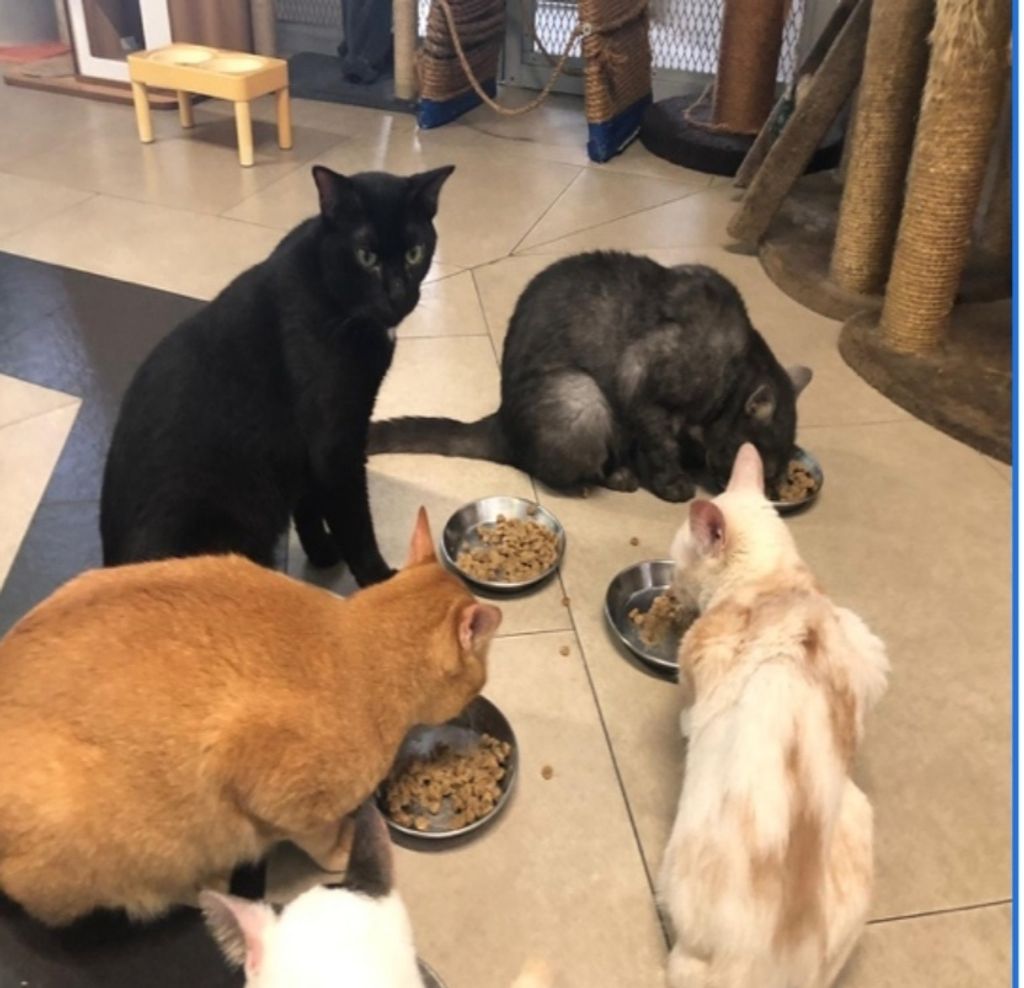 We Care for Pet Care Finale — photo 2