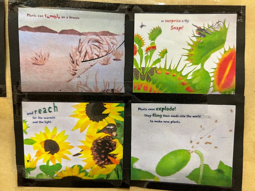 Exploring Plants We Can See ππ± - Observing How Plants Move β photo 2