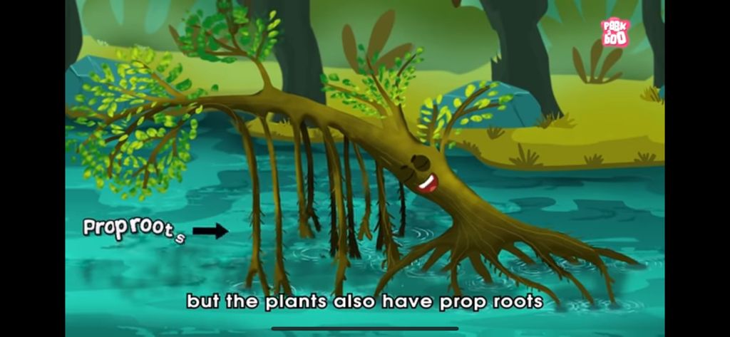 Exploring Plants We Can Feel ✋🏻🌿 - Plant Adaptations — photo 5