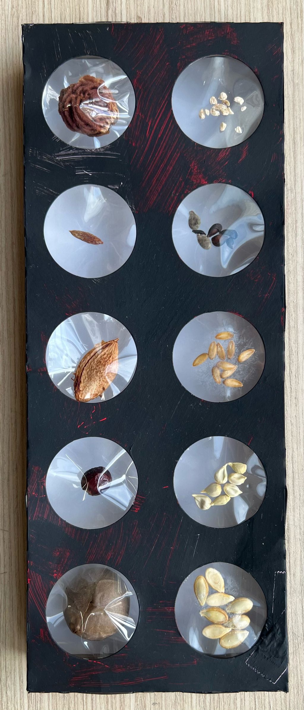 Investigating How Plants Grow π±π - Seeds β photo 9
