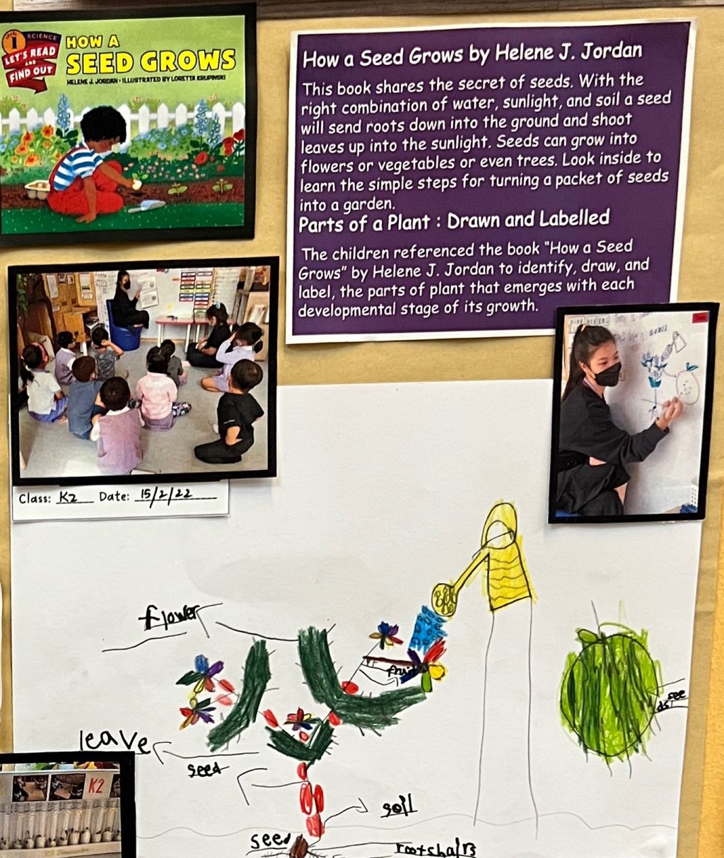 Investigating How Plants Grow π±π - How a Seed Grows