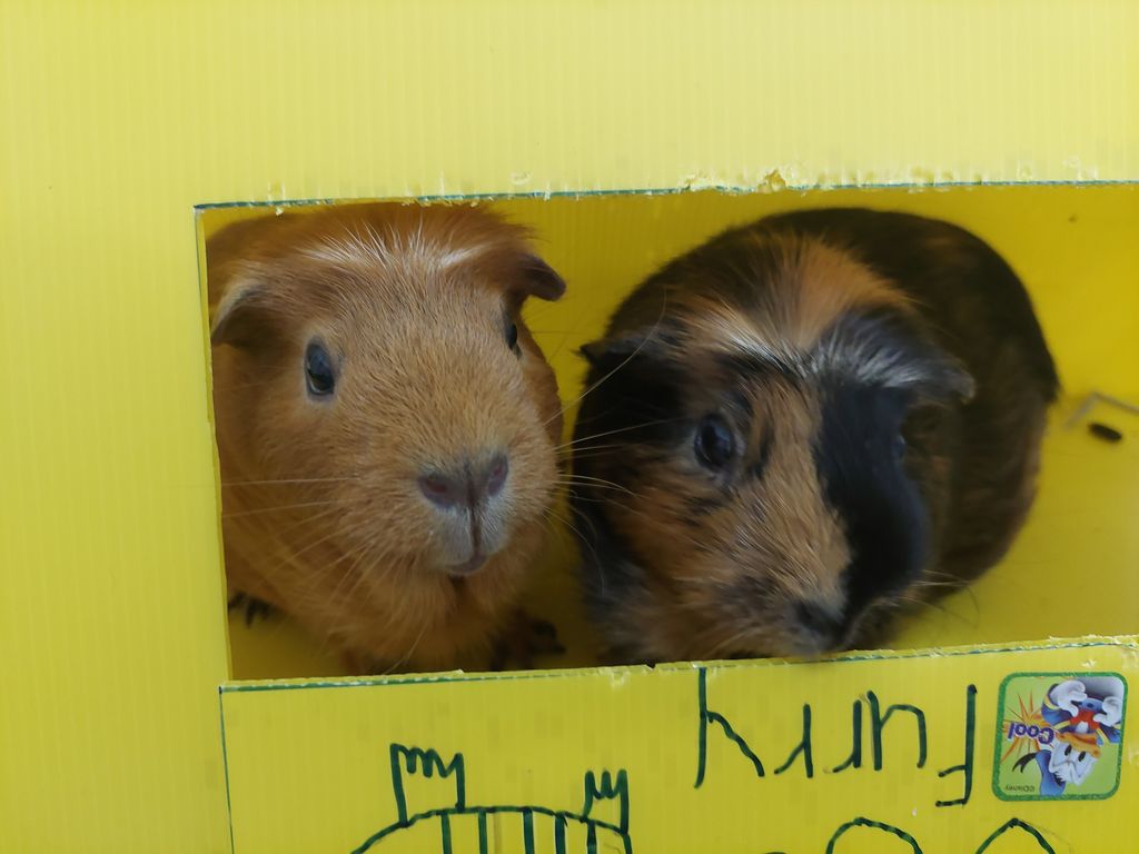 Rescued Is Our Favourite Breed Part 3