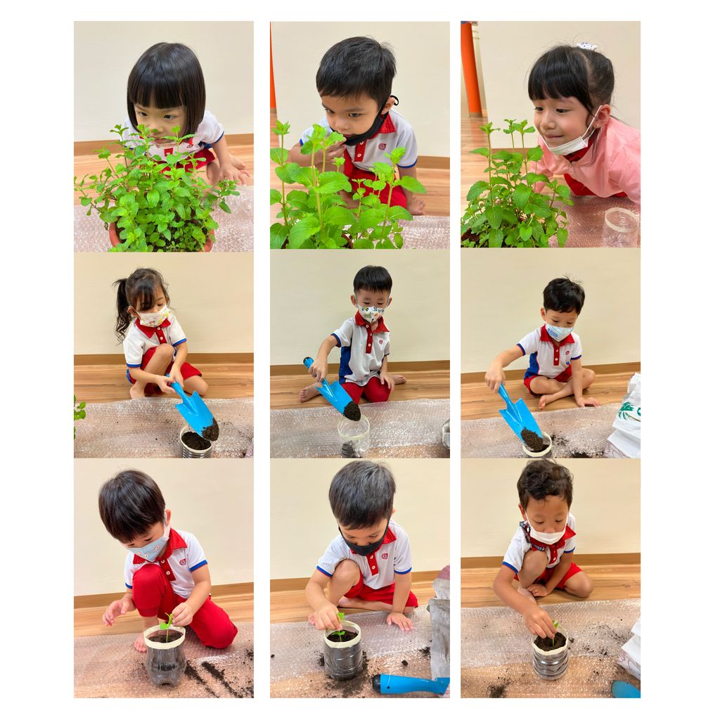 Planting apple mint — photo 3