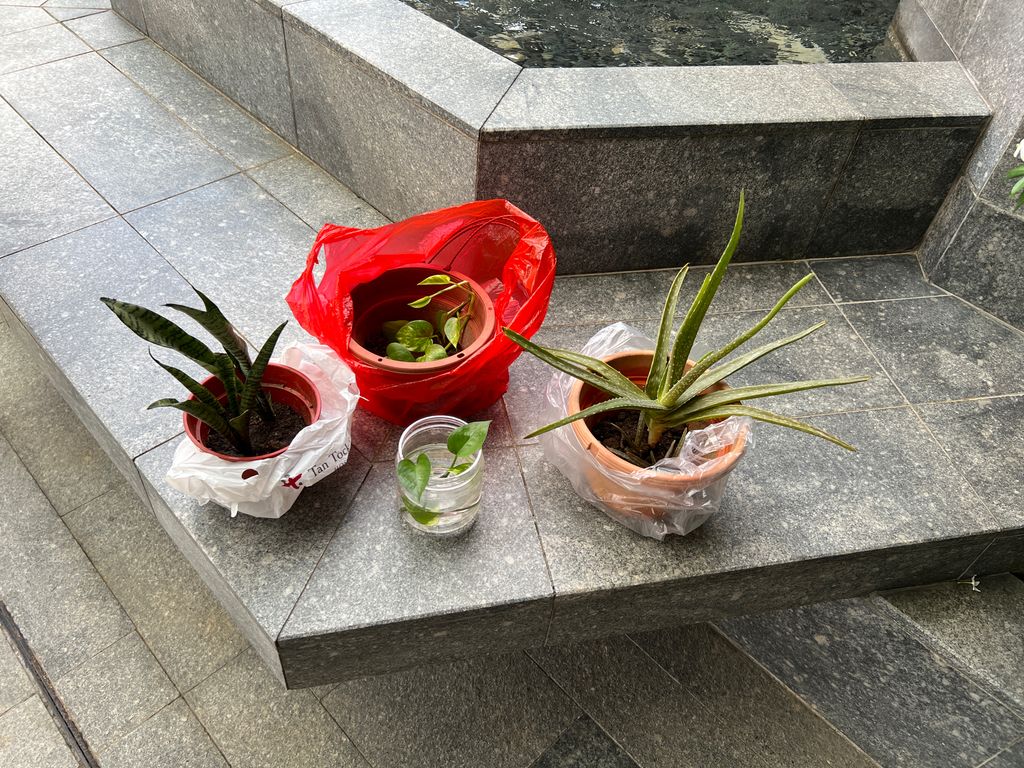 Investigating How Plants Grow π±π - Will You Help Us Build Our Garden? β photo 4